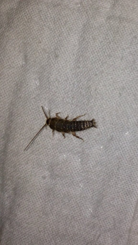 why-are-there-earwigs-in-my-bed-learn-methods