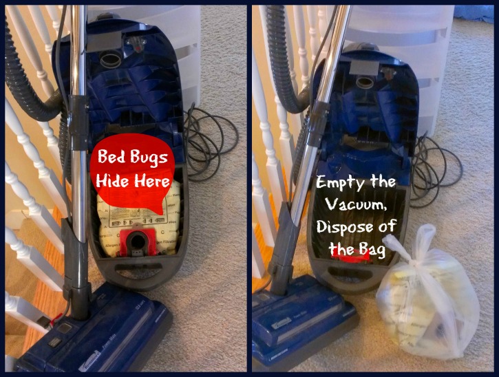 can-you-vacuum-bed-bugs-learn-methods