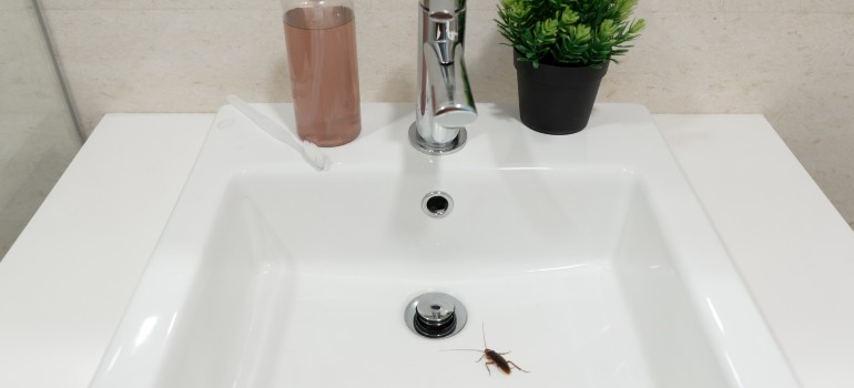 How To Get Rid Of Cockroaches In Bathroom Learn Methods   923f485dc8614e6590c0fb99ec20cf15 