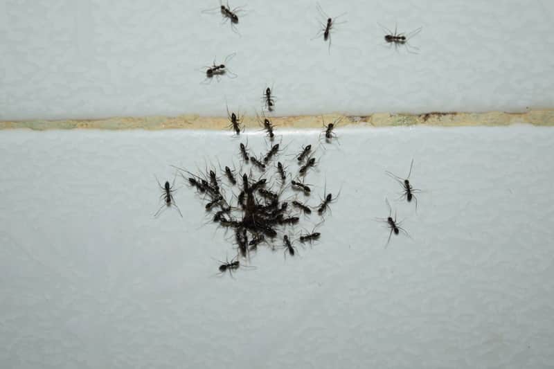 why are there ants in my bathroom        
        <figure class=